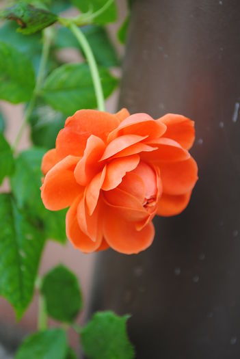 "valul 2" - Trandafiri si  clematite II