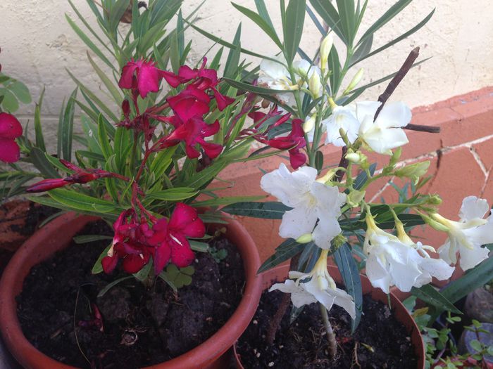 IMG_2802 - LEANDRI MEI