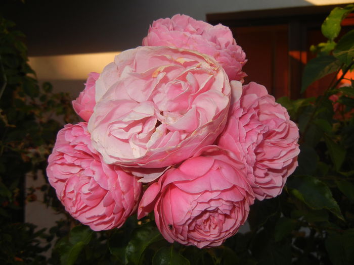 Rose Louise Odier (2014, June 27) - Rose Louise Odier