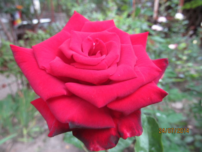 IMG_1616 - TRANDAFIRI 2014