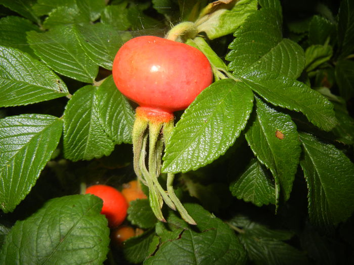 Rosa rugosa, hips (2014, July 08)