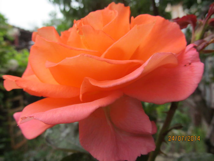IMG_1612 - TRANDAFIRI 2014