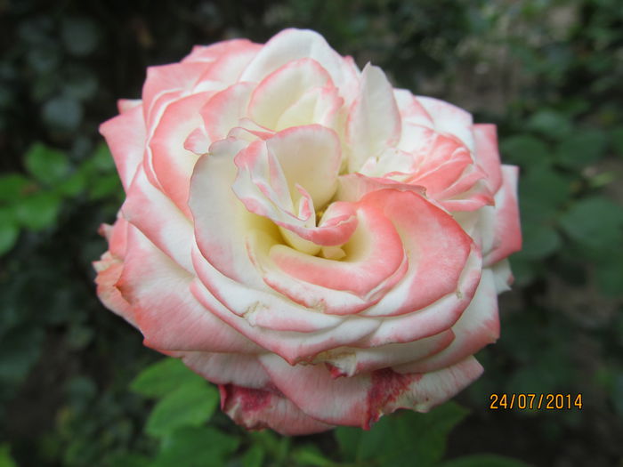 IMG_1611 - TRANDAFIRI 2014