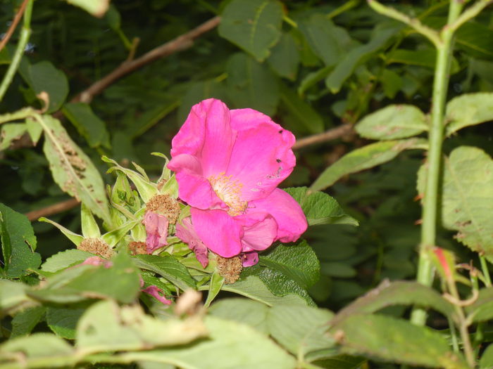 Rosa rugosa (2014, July 08) - ROSA Rugosa_Rugosa Rose