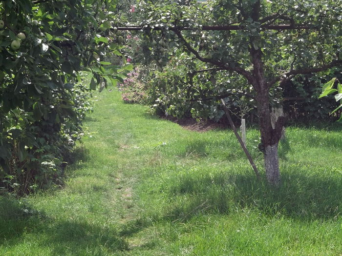 GRADINA EDENULUI - FERMA MARICA -LIVEZILE