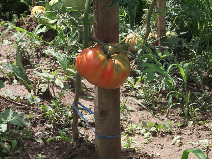 UN "BIET" RATACIT PRINTRE.... - FERMA MARICA -LIVEZILE