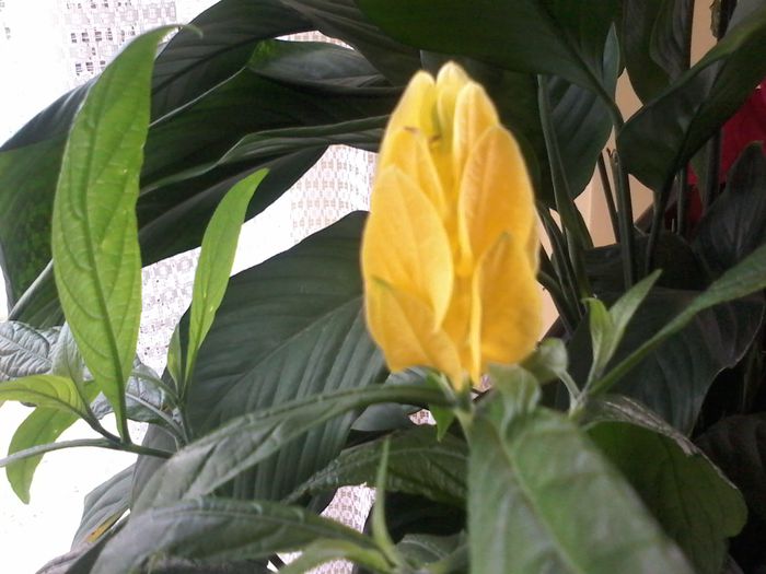 20140724_171956 - FLORILE  MELE