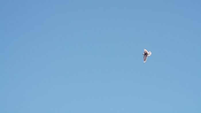 Picture 3010