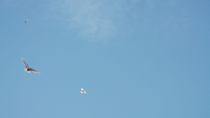 Picture 3011