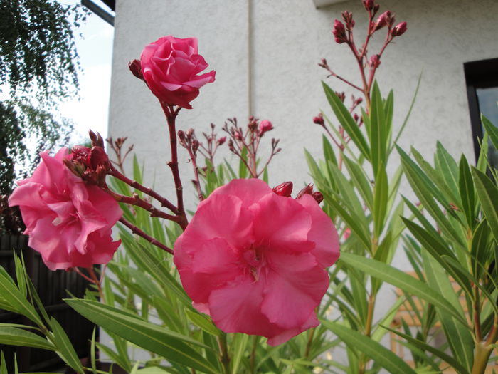 006; roz intens-detaliu floare
