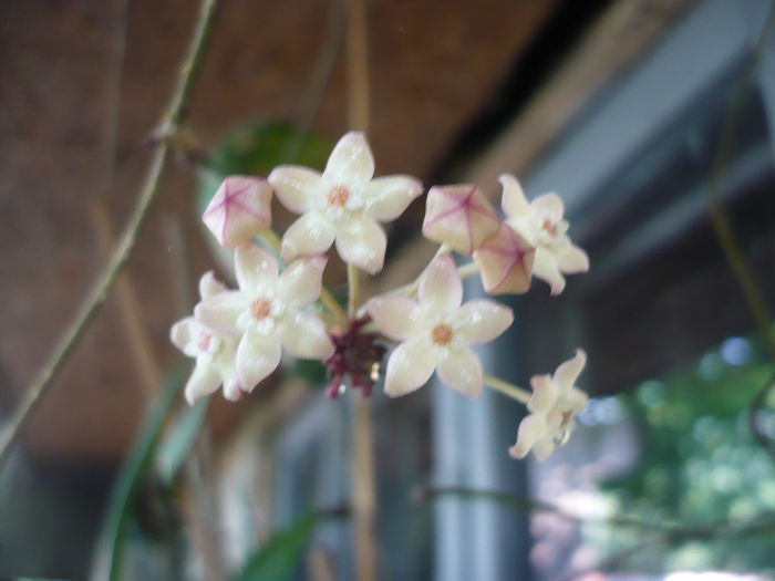 P1200840 - Macrophylla variegata