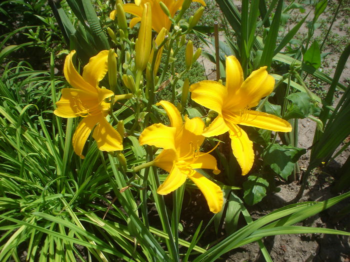 hemerocallis