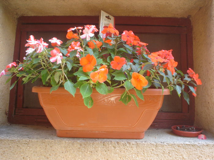 impatiens