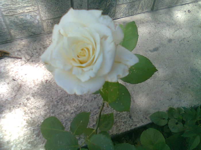 trandafir alb - 2014