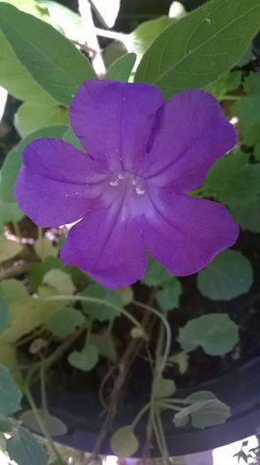 ruelia humilis - 2014