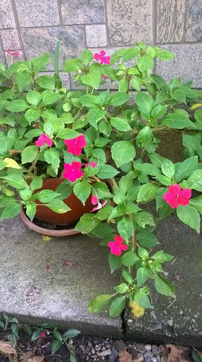 impatiens ciclam - 2014