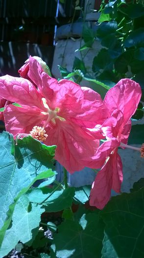 abutilon roz - 2014