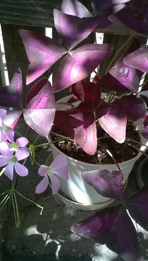 oxalis mov - 2014