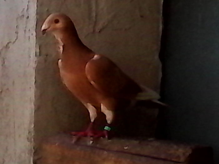 IMG_20140720_153527 - ARHIVA