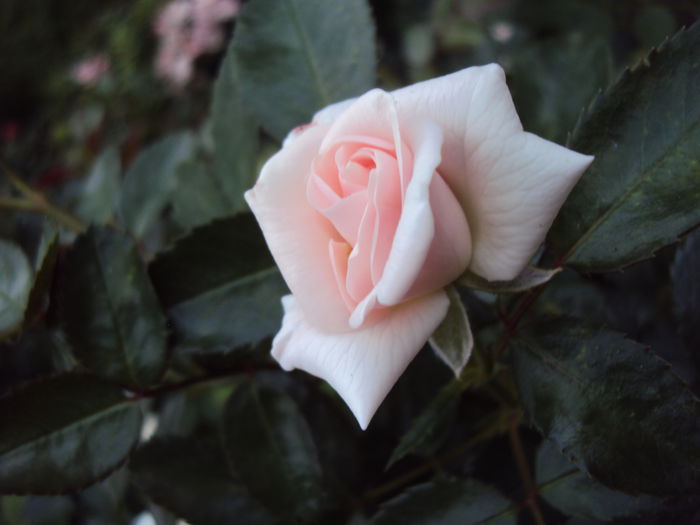 DSC00924 - Aspirin Rose