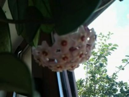 hoya carnosa