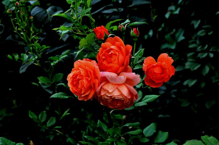 DSC_0035