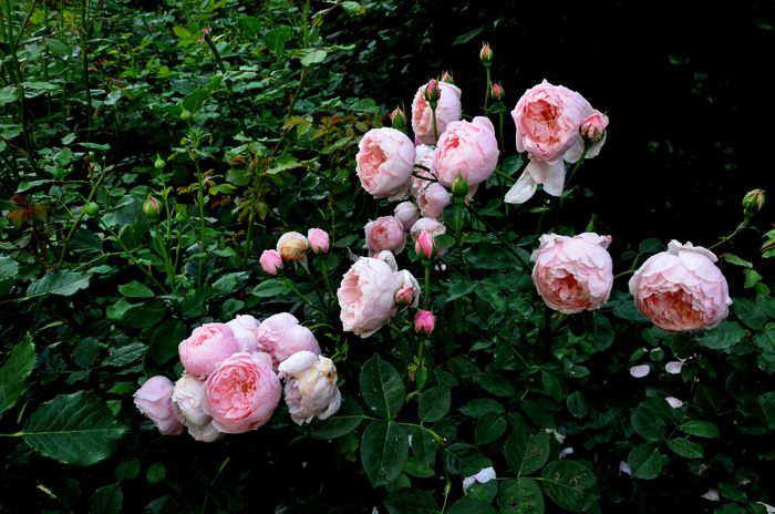 DSC_0038 - The Alnwick Rose