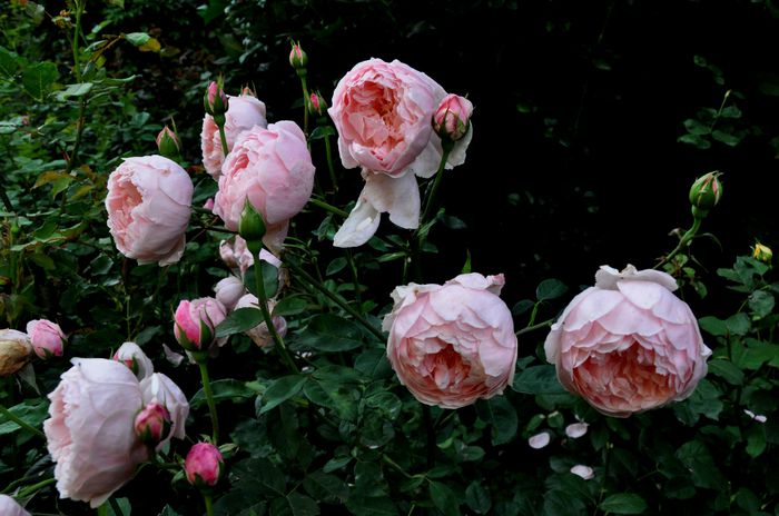 DSC_0039 - The Alnwick Rose