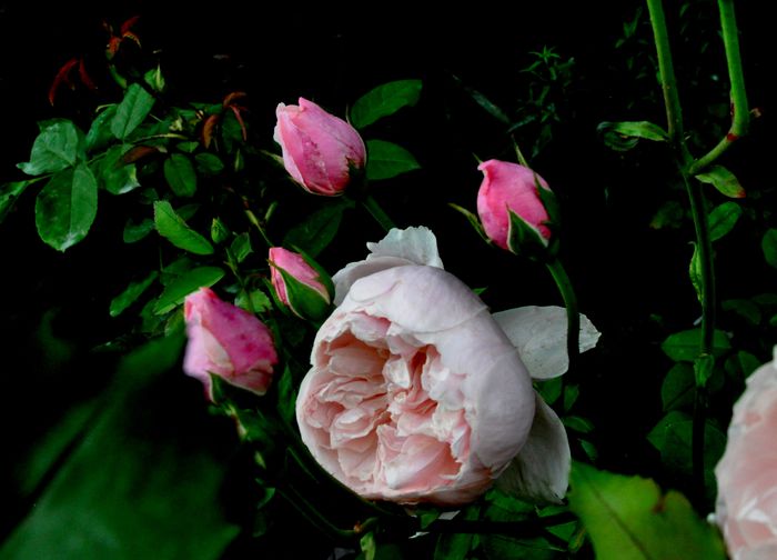 DSC_0047 - The Alnwick Rose