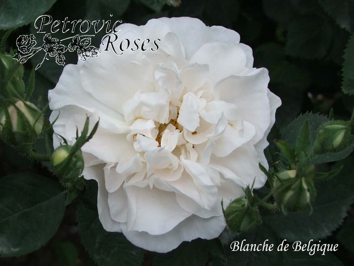 BLANCHE DE BELGIQUE - ALBA ROSES