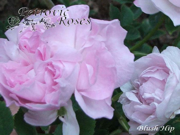 BLUSH HIP - ALBA ROSES