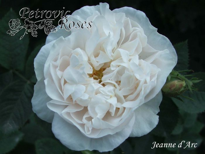 JEANNE D ARC - ALBA ROSES