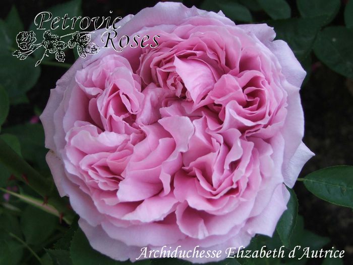 ARCHIDUCHESSE ELIZABETH D AUTRICE - BOURBON ROSES