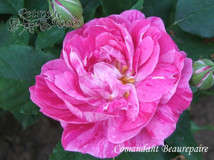 COMANDANT BEAUREPAIRE - BOURBON ROSES