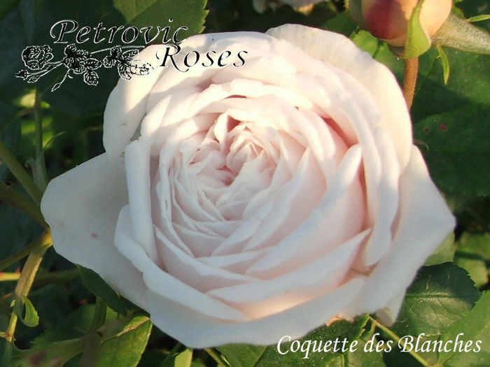 COQUETTE DES BLANCHES - BOURBON ROSES