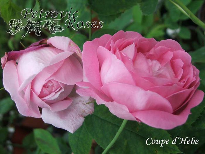 COUPE D HEBE - BOURBON ROSES