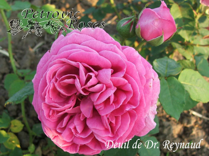 DEUIL DE DR. REYNAUD - BOURBON ROSES