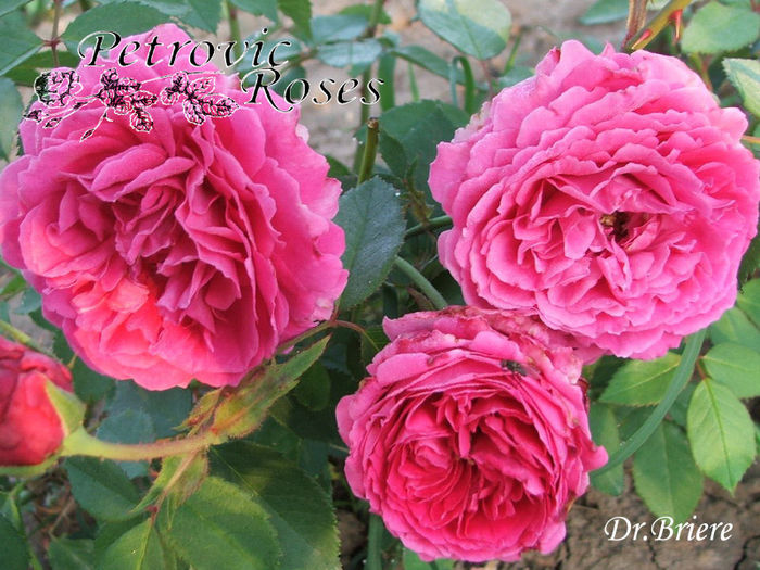 DR. BRIERE - BOURBON ROSES