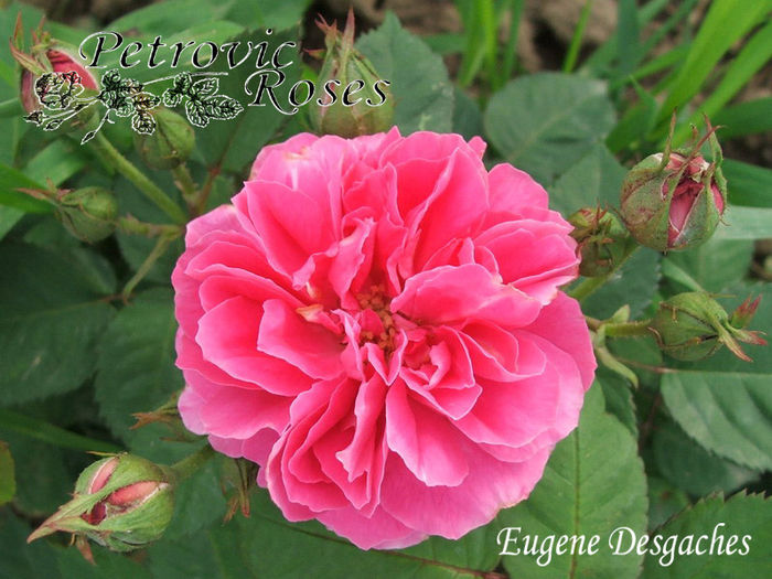 EUGENE DESGACHES - BOURBON ROSES