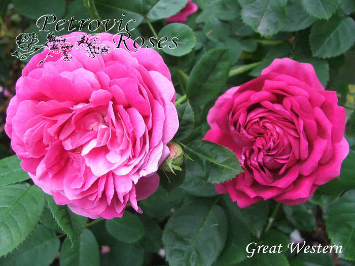 GREAT WESTERN - BOURBON ROSES