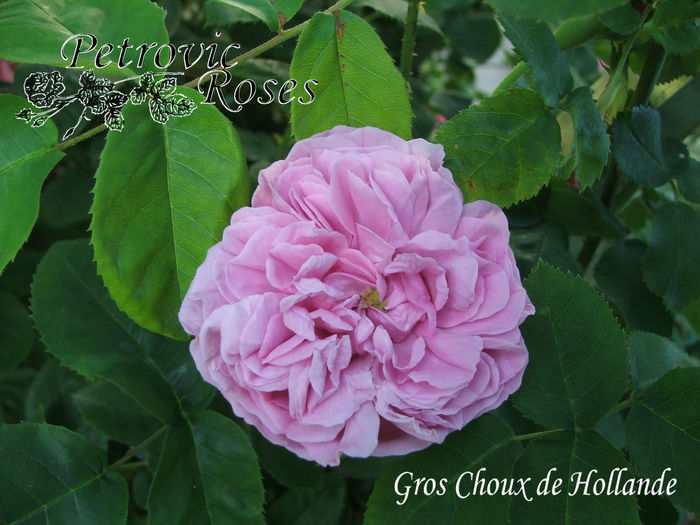 GROS CHOUX D' HOLLANDE - BOURBON ROSES