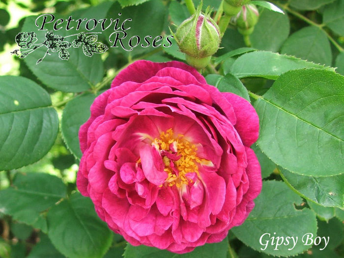 GYPSY BOY - BOURBON ROSES