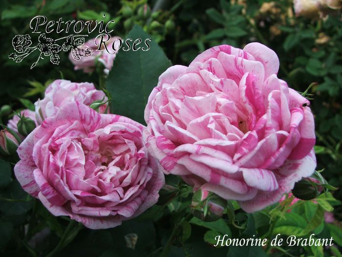 HONORINE DE BRABANT - BOURBON ROSES