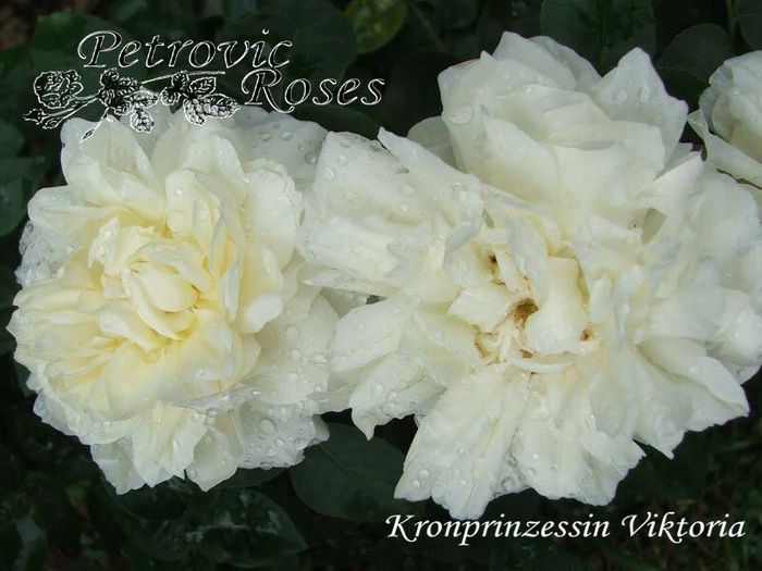 KRONPRINZESSIN VIKTORIA - BOURBON ROSES