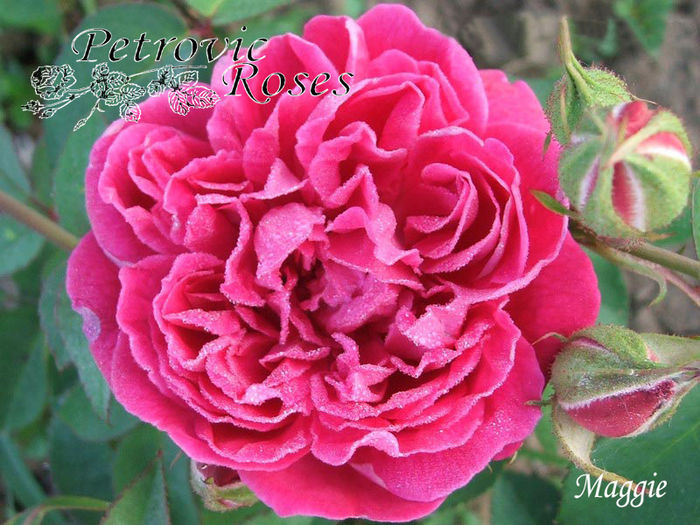 MAGGIE - BOURBON ROSES