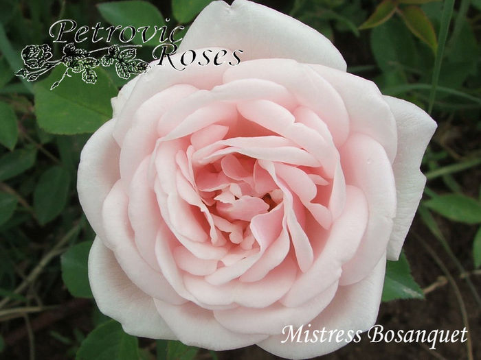 MISTRESS BOSANQUET - BOURBON ROSES