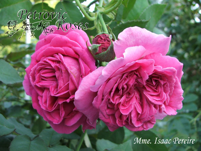 MME ISAAC PEREIRE - BOURBON ROSES