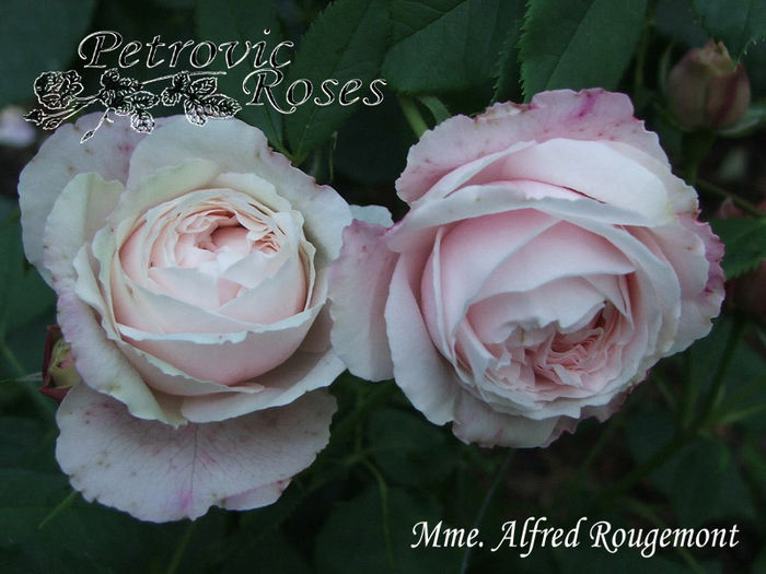 MME. ALFRED ROUGEMONT - BOURBON ROSES