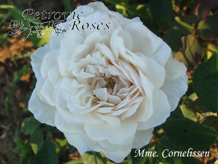 MME. CORNELISSEN - BOURBON ROSES