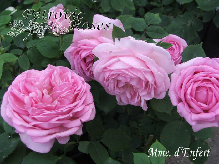 MME. D ENFERT - BOURBON ROSES